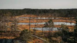 4.–6. september Eestis: soodne varasügisene looduspäev