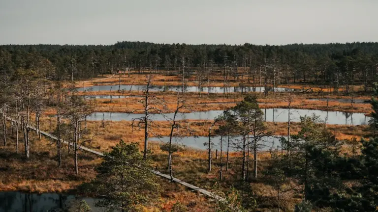 4.–6. september Eestis: soodne varasügisene looduspäev