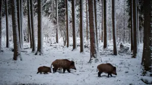 Metssigadest koosnev kari kõndimas lumises Eesti talvises metsas.