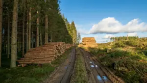 Metsatee ääres paiknevad virnastatud puidupalgid näitavad metsandussektori ettevalmistusi uuteks EUDR-i nõueteks.