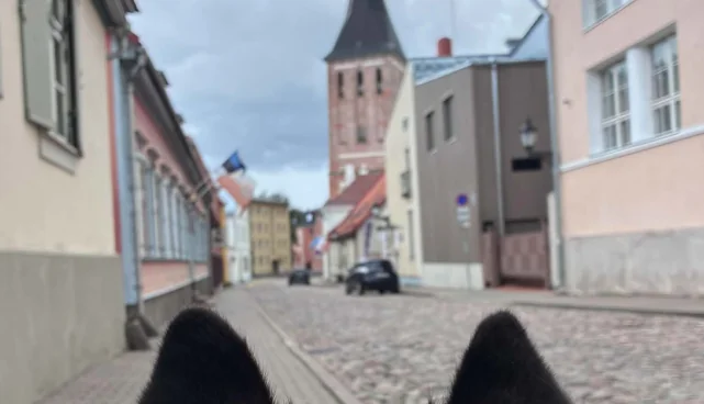 Koeraga muuseumisse päev Tartus: 15. augustil hoov tasuta