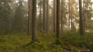 „Metsas ei kuule su karjumist keegi” Tamsalus 27. augustil