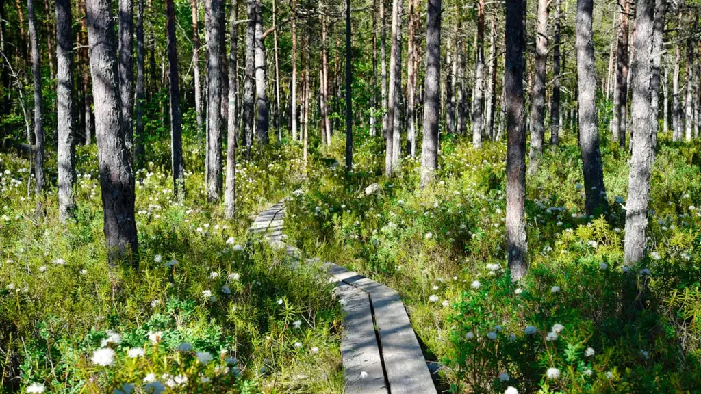 Põlvamaa metsas ootab 21. augustil müstiline maastikuetendus