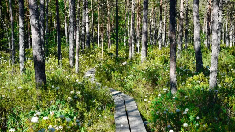 Põlvamaa metsas ootab 21. augustil müstiline maastikuetendus