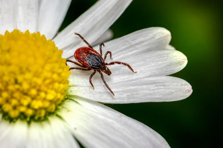 Puugioht püsib augustis: tegutse pärast looduses käiku