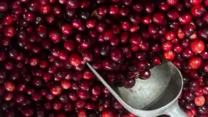 Rukkimaarjapäev suunab pilgu hilissuve saagile