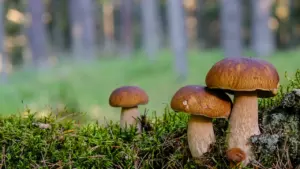 Seenele minnes jäta tundmatu seen metsa ja salvesta 16662