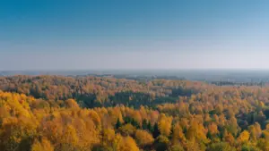 Panoraamvaade sügisesele Eesti metsadele selge sinise taeva all