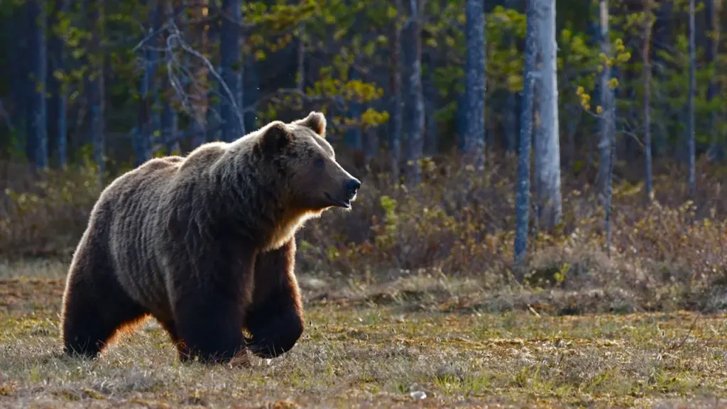 Pruunkaru kõndimas Eesti loodust meenutavas metsas ja madalas taimestikus.