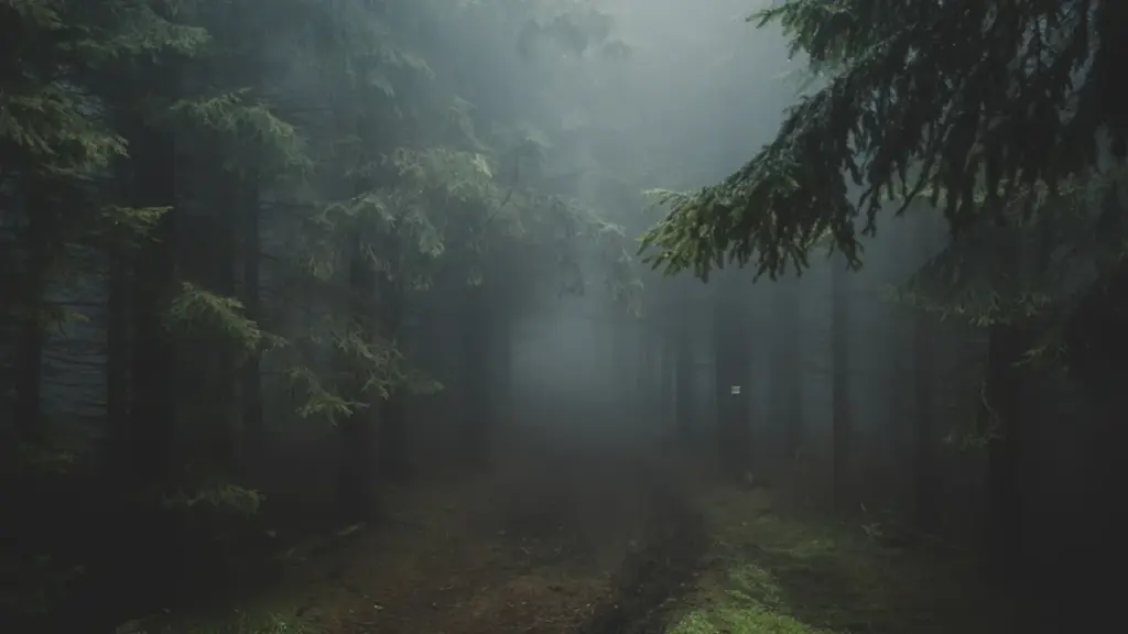 Uduse ilmaga porine metsatee, mis sümboliseerib ebakindlust ja teekonna otsimist.