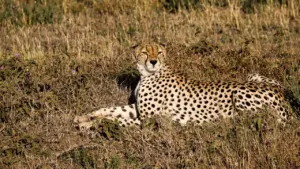 Gepard puhkamas kõrges rohus Tansaania Serengeti rahvuspargi avaral ja looduslikul maastikul.
