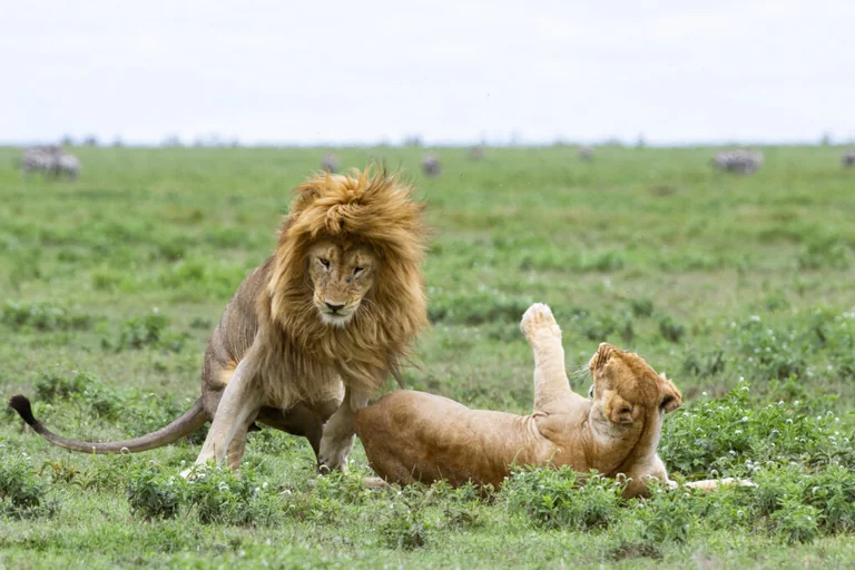 Tasuta loenguõhtu Tallinnas: Mati Kaal avab Serengeti maailma: what residents need to know