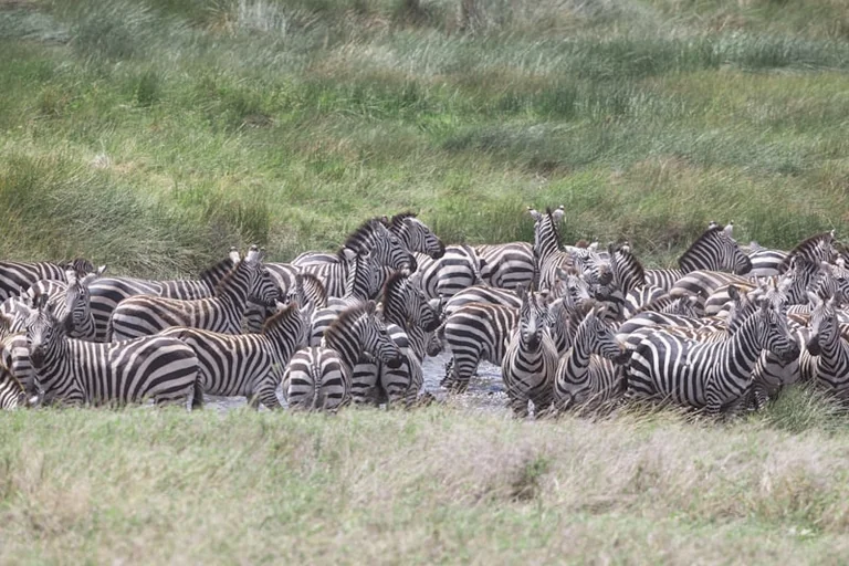 Tasuta loenguõhtu Tallinnas: Mati Kaal avab Serengeti maailma: what residents need to know
